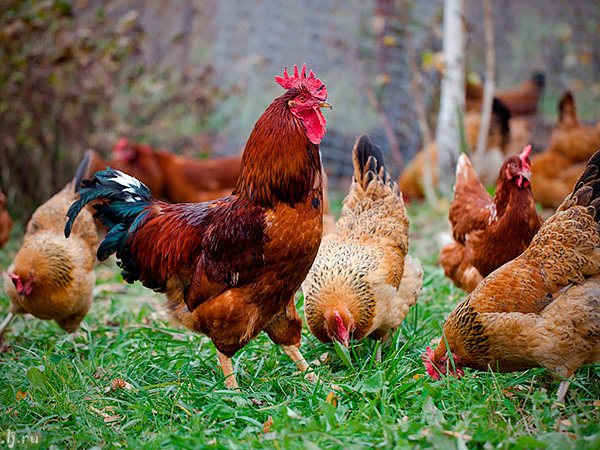 Породы куриц | ЗооТом - продажа, вязка и услуги для животных в Юхнове