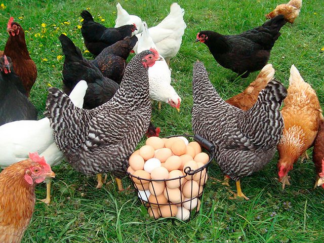 Содержание кур и уход за ними | ЗооТом - продажа, вязка и услуги для животных в Юхнове