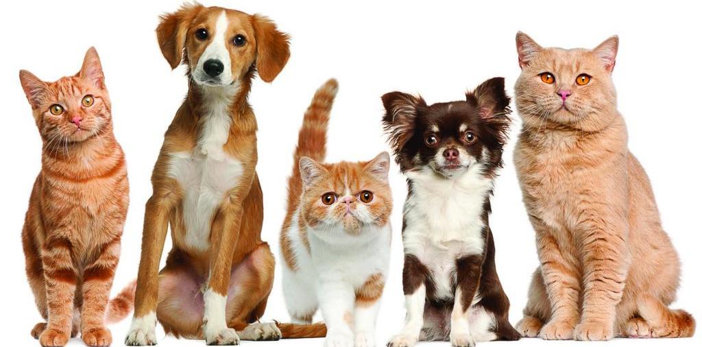 Доска объявлений о животных | ЗооТом - продажа, вязка и услуги для животных в Юхнове
