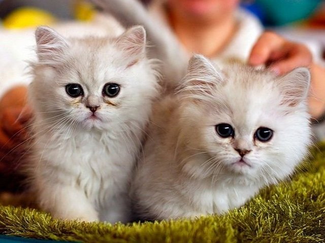Породы кошек в Юхнове | ЗооТом портал о животных