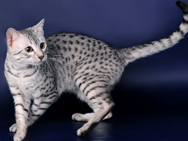Породы кошек в Юхнове | ЗооТом портал о животных