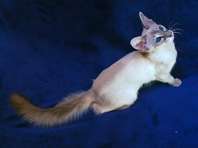 Выведенные породы кошек в Юхнове | ЗооТом портал о животных
