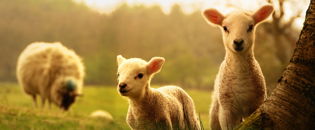 Объявления о сельскохозяйственных животных | ЗооТом - продажа, вязка и услуги для животных в Юхнове