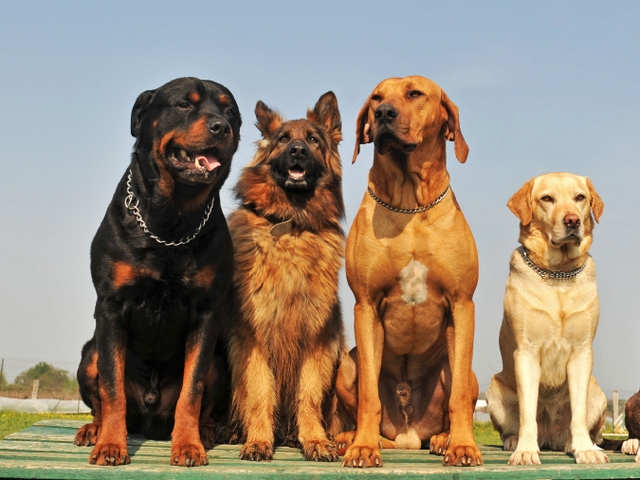 Крупные породы собак в Юхнове | ЗооТом портал о животных