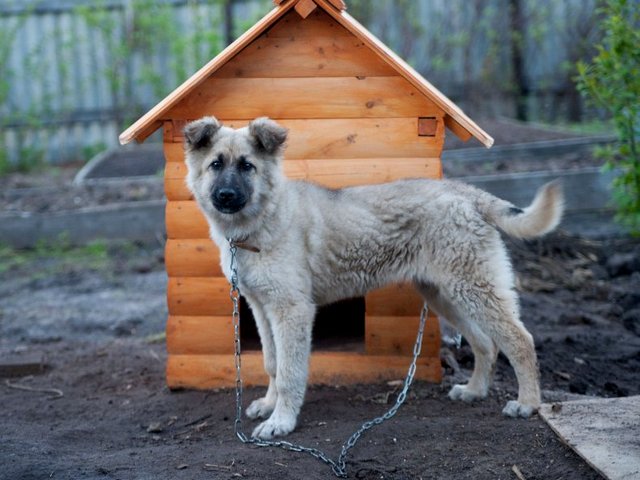 Все о собаках в Юхнове Все о собаках в Юхнове